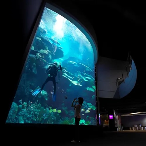 상어 존(Shark Zone)