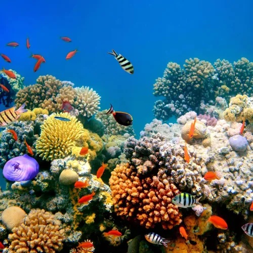 열대 바다(Tropical Ocean)