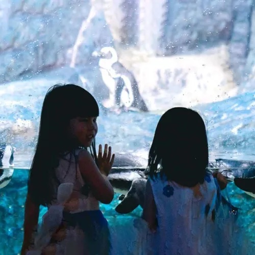 펭귄 아이스 어드벤처(Penguin Ice Adventure)